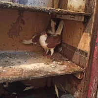 سلام دوستان جفت گولی سینی فروشی