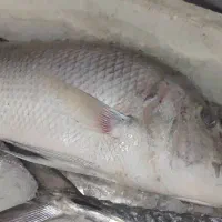 ماهی و میگو صید روز