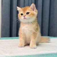 بریتیش طلایی مهربون