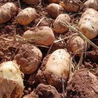 فروش ۲۰ تن سیب جلی بذر جدید حتی برا خوراک