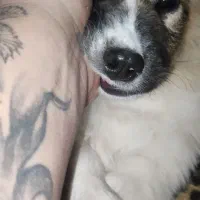 واگذاری توله سگ فیندو پاکوتاه اصیل|سگ|نوبران, |دیوار