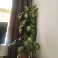 دیفن آپارتمانی سالم وخوشگل|گل و گیاه طبیعی|زاغه, |دیوار