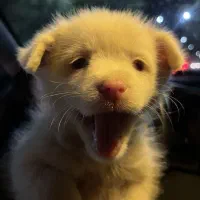 توله ۳ ماهه