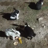 چهار عدد خرگوش بزرگ