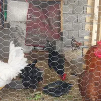 دو عدد خروس|حیوانات مزرعه|چغادک, |دیوار