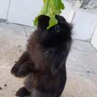 خرگوش لوپ|موش و خرگوش|مشهد, قائم|دیوار