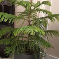 گل آپارتمانی گاج مدبر