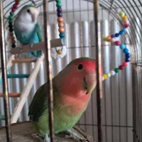 طوطی برزیلی|پرنده|محمدیه-قزوین, |دیوار