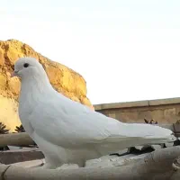 حیوانات مزرعه (کبوتر)