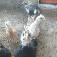 جوجه مرغ