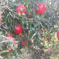 اجاره انار|اجارهٔ دفتر صنعتی، کشاورزی، تجاری|ششده و قره بلاغ, |دیوار
