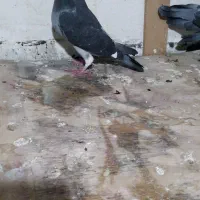 به تعداد دوبر