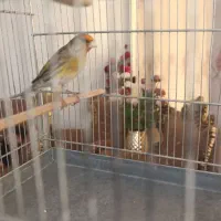 سهره قناری مست