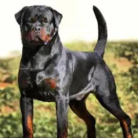 واگذاری خ‌ریدار سگ‌ روتوایلر نگهبان