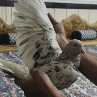 کوهی دورگ