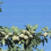 نهال اماده کاشت بادام سنگی