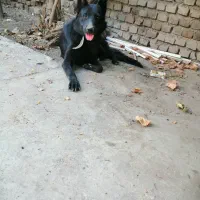 ژرمن بلک سن یکسال حرف گوش کن هوش بالا