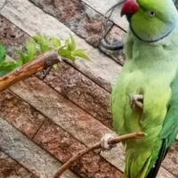 طوطی ملنگو نر|پرنده|خمینی‌شهر, |دیوار