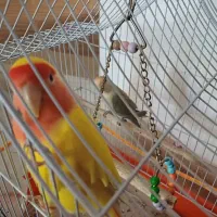 طوطی کوتوله|پرنده|کرمان, |دیوار