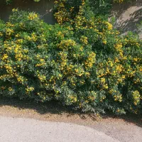 خدمات علفتراشی