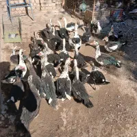 اردک|حیوانات مزرعه|مبارکه, |دیوار