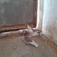 کبوتر المان|پرنده|زبرخان, |دیوار