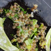 حلزون پرورشی