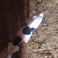 دوعدد.بره.زیرمیشی