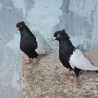 نرماده سینه سیاه ماده دمسفید