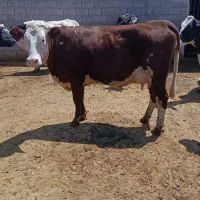 گاو