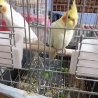 جفت عروس هلندی لوتینو|پرنده|امیدیه, |دیوار