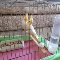 عروس هلندی|پرنده|رامشیر, |دیوار