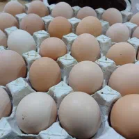 تخم مرغ نطفه دار به شرط