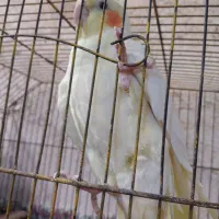 عروس هلندی نر|پرنده|بندر امام خمینی, |دیوار