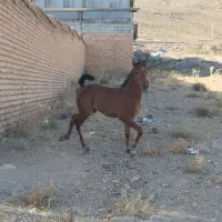 کره اسب دره شوری 2و 3ماهه|اسب و تجهیزات اسبسواری|داران, |دیوار