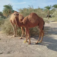 هاشی نر جونگ