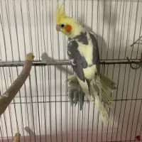 عروس هلندی|پرنده|شاهین دژ, |دیوار