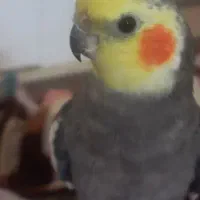 عروس هلندی گمشده