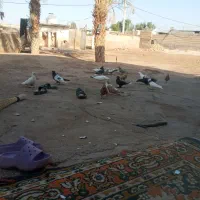 کبوتر جفتی ۶۰۰|پرنده|کرخه, |دیوار