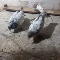 کفتر|حیوانات|قم, نیروگاه|دیوار