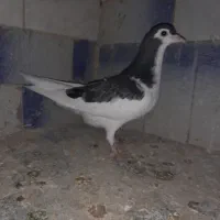 جوانه خال مگسی|پرنده|تربت جام, جامی|دیوار