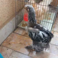 جوجه مرغ ابریشمی وبرهمایی