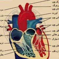 تدریس خصوصی از صفر تا صد با دانشجوی پزشکی|خدمات آموزشی|کرمانشاه, |دیوار