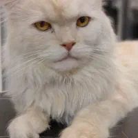 گربه ماده اسکاتیش لانگ هایر|گربه|پردیس, فاز ۸|دیوار