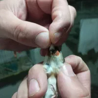 سهره ماده داغ سر چونه خطی|پرنده|اردبیل, |دیوار