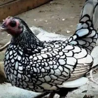 مرغ سیبرایت خروس سیبرایت چینی