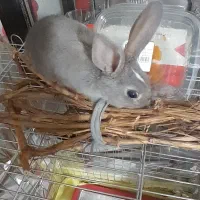 واگذاری بچه خرگوش