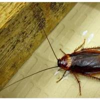 طعمه موش سم ساس مارمولک موریانه گال سوسک..|عمدهفروشی|قم, چهل درخت|دیوار