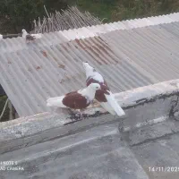 کبوتر نوک ریز تیپی