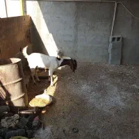 بز بعر|حیوانات مزرعه|وحدتیه, |دیوار